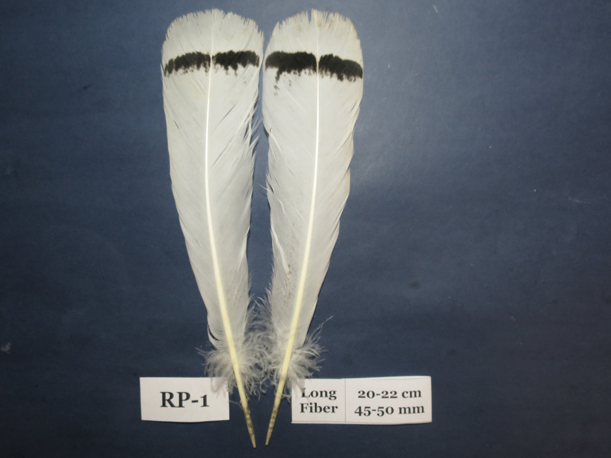 Royal Palm Turkey Tail Feathers  (One Pair Set) ,Fly Tying Material,Craft Feathers,Natural Turkey Feathers.