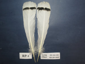 Royal Palm Turkey Tail Feathers  (One Pair Set) ,Fly Tying Material,Craft Feathers,Natural Turkey Feathers.
