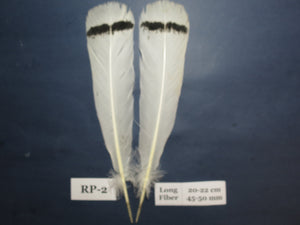 Royal Palm Turkey Tail Feathers  (One Pair Set) ,Fly Tying Material,Craft Feathers,Natural Turkey Feathers.