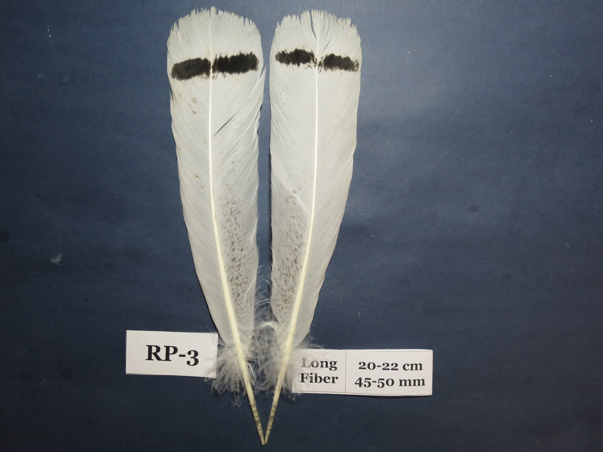Royal Palm Turkey Tail Feathers  (One Pair Set) ,Fly Tying Material,Craft Feathers,Natural Turkey Feathers.