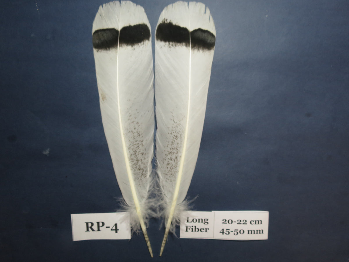 Royal Palm Turkey Tail Feathers  (One Pair Set) ,Fly Tying Material,Craft Feathers,Natural Turkey Feathers.