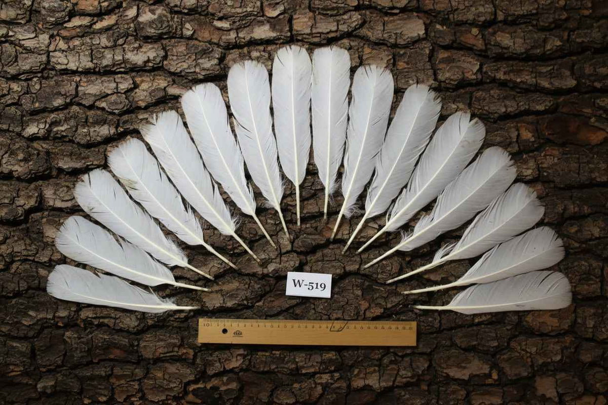 16 Pcs White Turkey Tail Feathers, Turkey Feathers,Fly Tying Material,Craft Feathers,Natural Turkey Feathers (W-519)