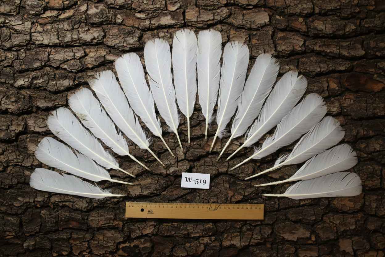 16 Pcs White Turkey Tail Feathers, Turkey Feathers,Fly Tying Material,Craft Feathers,Natural Turkey Feathers (W-519)