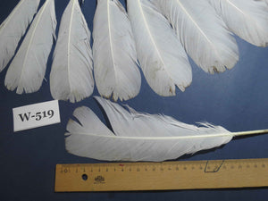 16 Pcs White Turkey Tail Feathers, Turkey Feathers,Fly Tying Material,Craft Feathers,Natural Turkey Feathers (W-519)