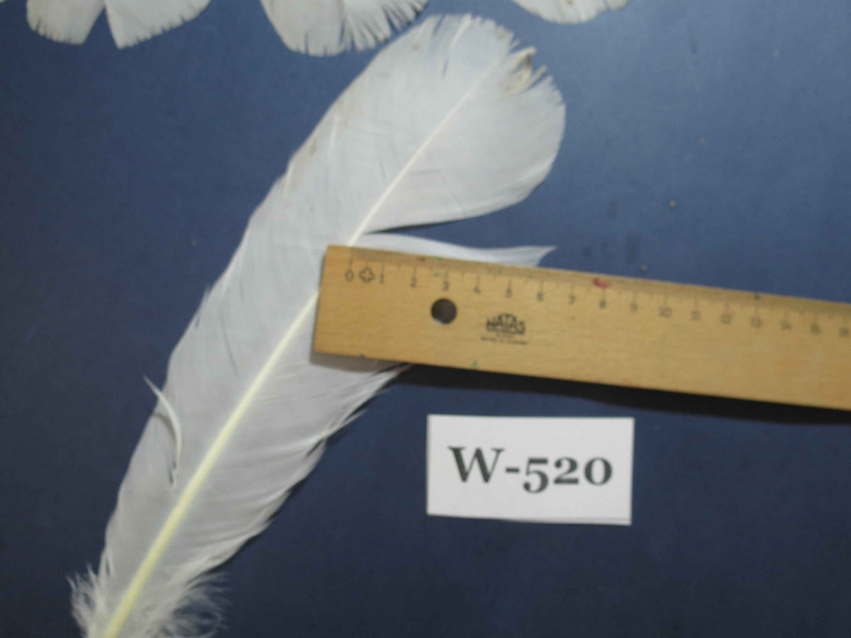 16 Pcs White Turkey Tail Feathers, Turkey Feathers,Fly Tying Material,Craft Feathers,Natural Turkey Feathers (W-520)