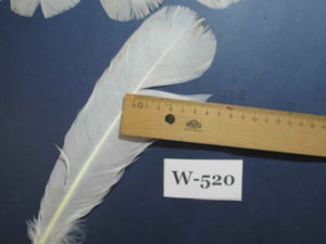16 Pcs White Turkey Tail Feathers, Turkey Feathers,Fly Tying Material,Craft Feathers,Natural Turkey Feathers (W-520)