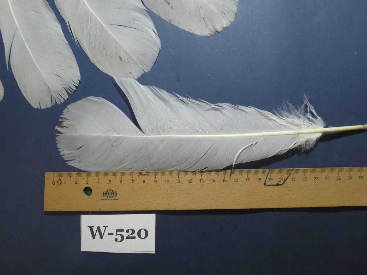 16 Pcs White Turkey Tail Feathers, Turkey Feathers,Fly Tying Material,Craft Feathers,Natural Turkey Feathers (W-520)