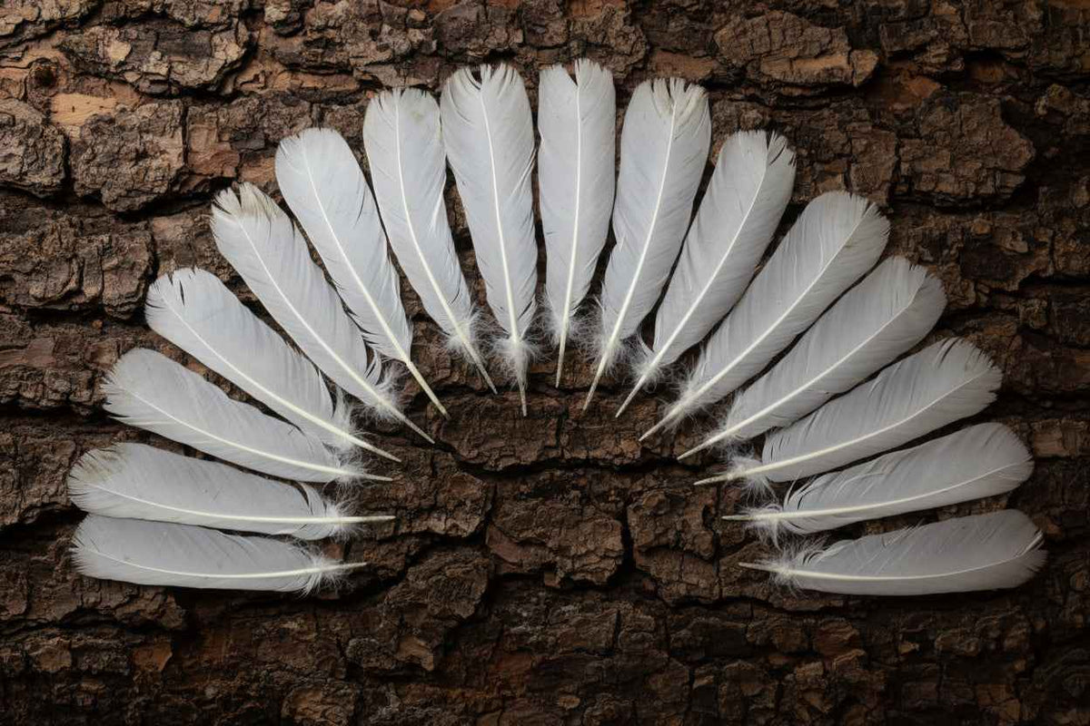 16 Pcs White Turkey Tail Feathers, Turkey Feathers,Fly Tying Material,Craft Feathers,Natural Turkey Feathers (W-521)