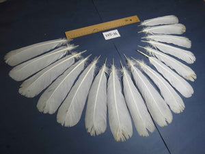 16 Pcs White Turkey Tail Feathers, Turkey Feathers,Fly Tying Material,Craft Feathers,Natural Turkey Feathers (W-521)