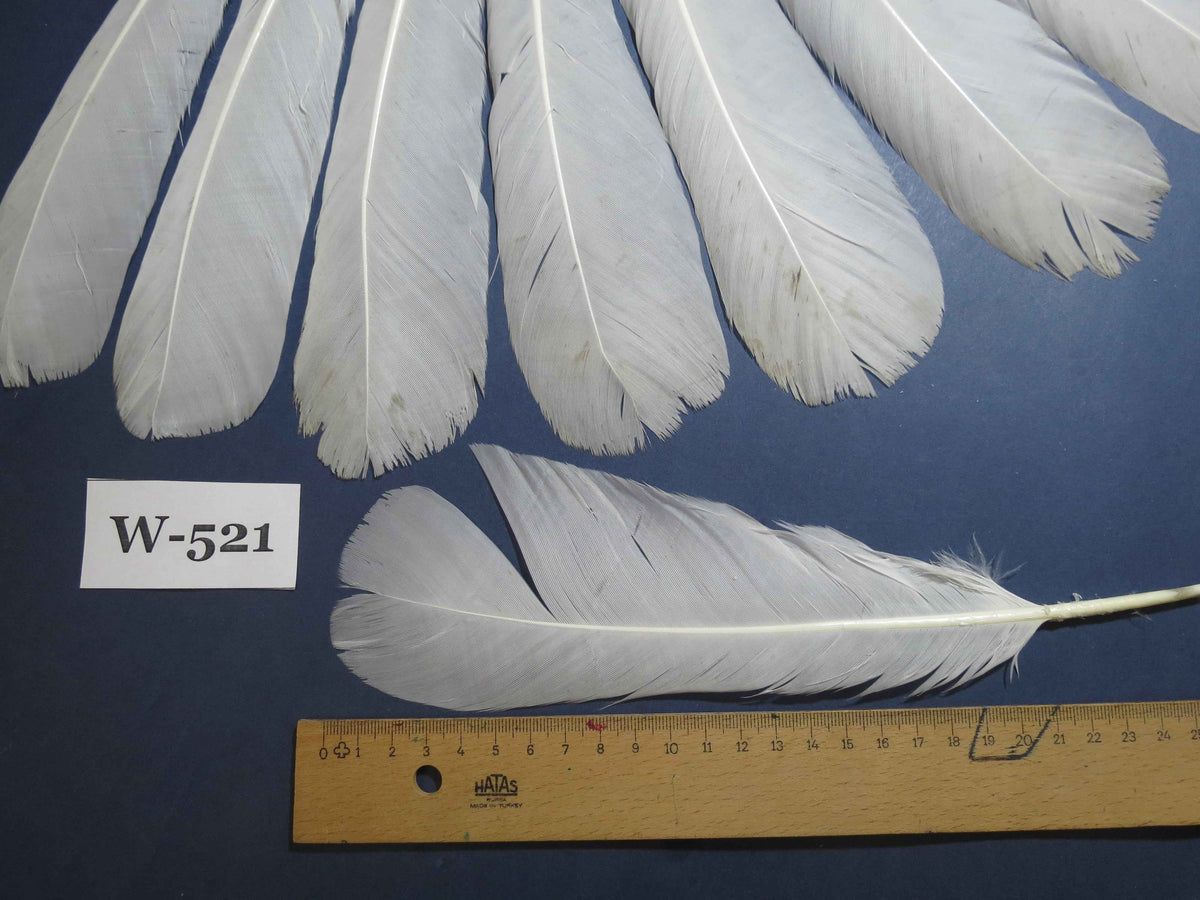 16 Pcs White Turkey Tail Feathers, Turkey Feathers,Fly Tying Material,Craft Feathers,Natural Turkey Feathers (W-521)