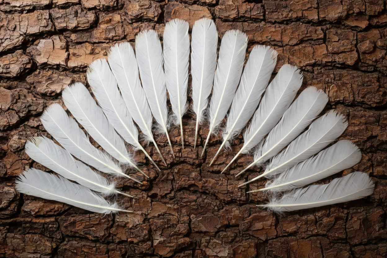 16 Pcs White Turkey Tail Feathers, Turkey Feathers,Fly Tying Material,Craft Feathers,Natural Turkey Feathers (W-522)