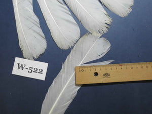 16 Pcs White Turkey Tail Feathers, Turkey Feathers,Fly Tying Material,Craft Feathers,Natural Turkey Feathers (W-522)