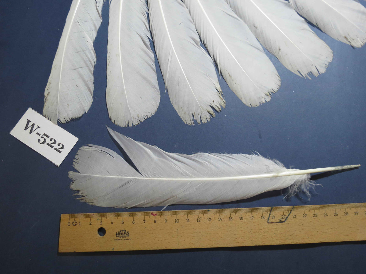 16 Pcs White Turkey Tail Feathers, Turkey Feathers,Fly Tying Material,Craft Feathers,Natural Turkey Feathers (W-522)