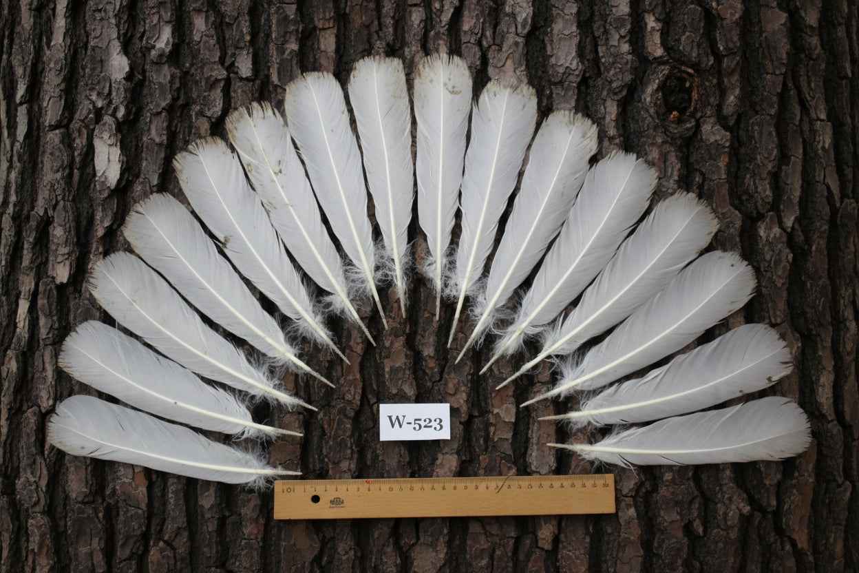 16 Pcs White Turkey Tail Feathers, Turkey Feathers,Fly Tying Material,Craft Feathers,Natural Turkey Feathers (W-523)