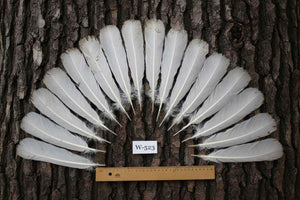 16 Pcs White Turkey Tail Feathers, Turkey Feathers,Fly Tying Material,Craft Feathers,Natural Turkey Feathers (W-523)