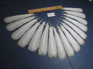 16 Pcs White Turkey Tail Feathers, Turkey Feathers,Fly Tying Material,Craft Feathers,Natural Turkey Feathers (W-523)