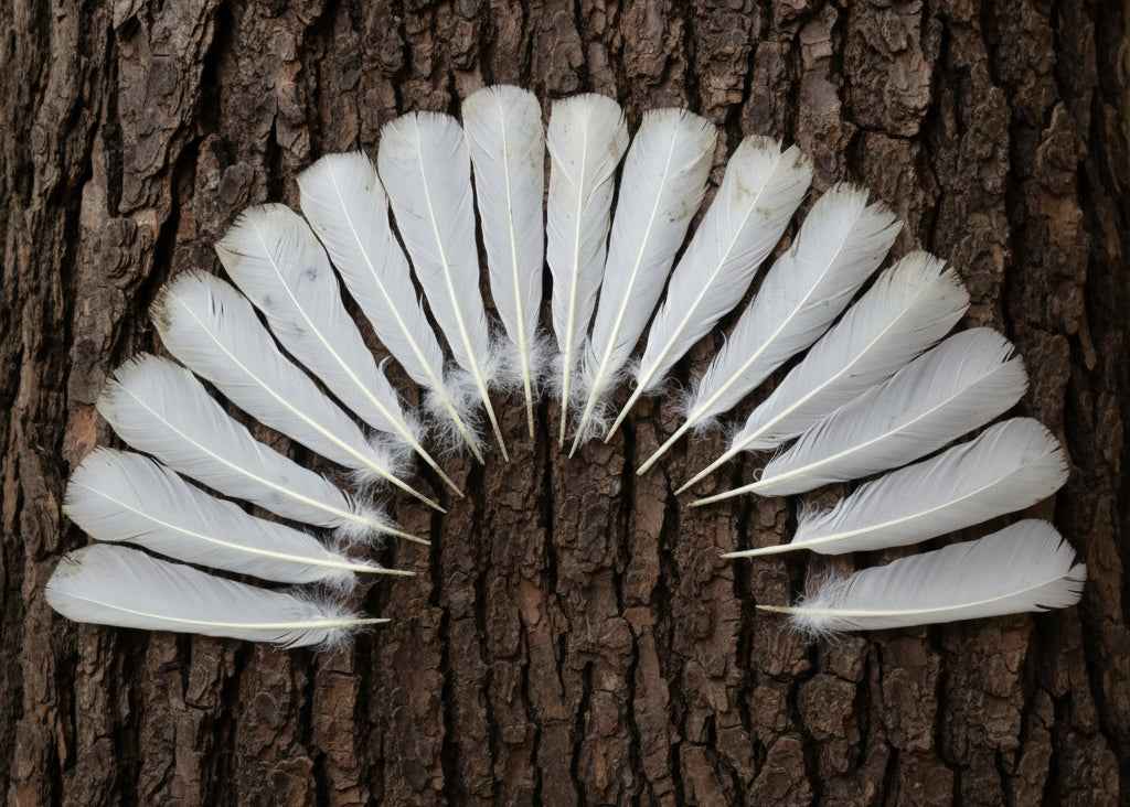 16 Pcs White Turkey Tail Feathers, Turkey Feathers,Fly Tying Material,Craft Feathers,Natural Turkey Feathers (W-524)