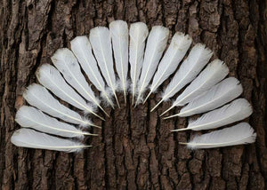16 Pcs White Turkey Tail Feathers, Turkey Feathers,Fly Tying Material,Craft Feathers,Natural Turkey Feathers (W-524)