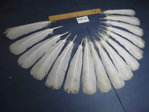 16 Pcs White Turkey Tail Feathers, Turkey Feathers,Fly Tying Material,Craft Feathers,Natural Turkey Feathers (W-524)