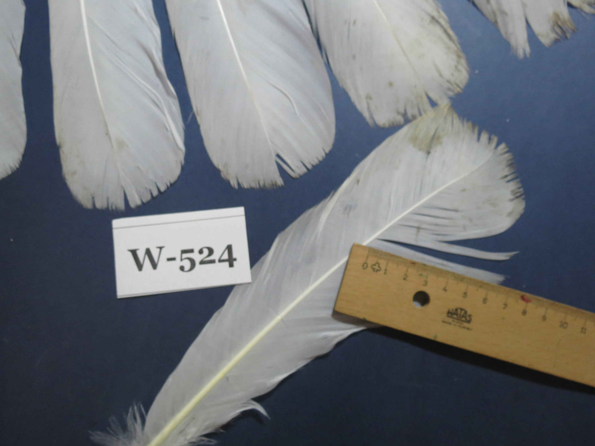 16 Pcs White Turkey Tail Feathers, Turkey Feathers,Fly Tying Material,Craft Feathers,Natural Turkey Feathers (W-524)