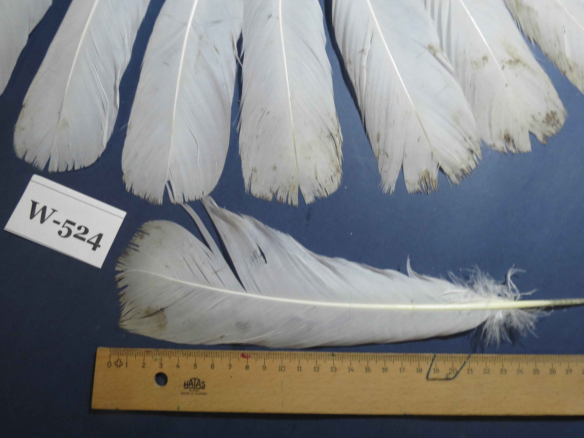 16 Pcs White Turkey Tail Feathers, Turkey Feathers,Fly Tying Material,Craft Feathers,Natural Turkey Feathers (W-524)