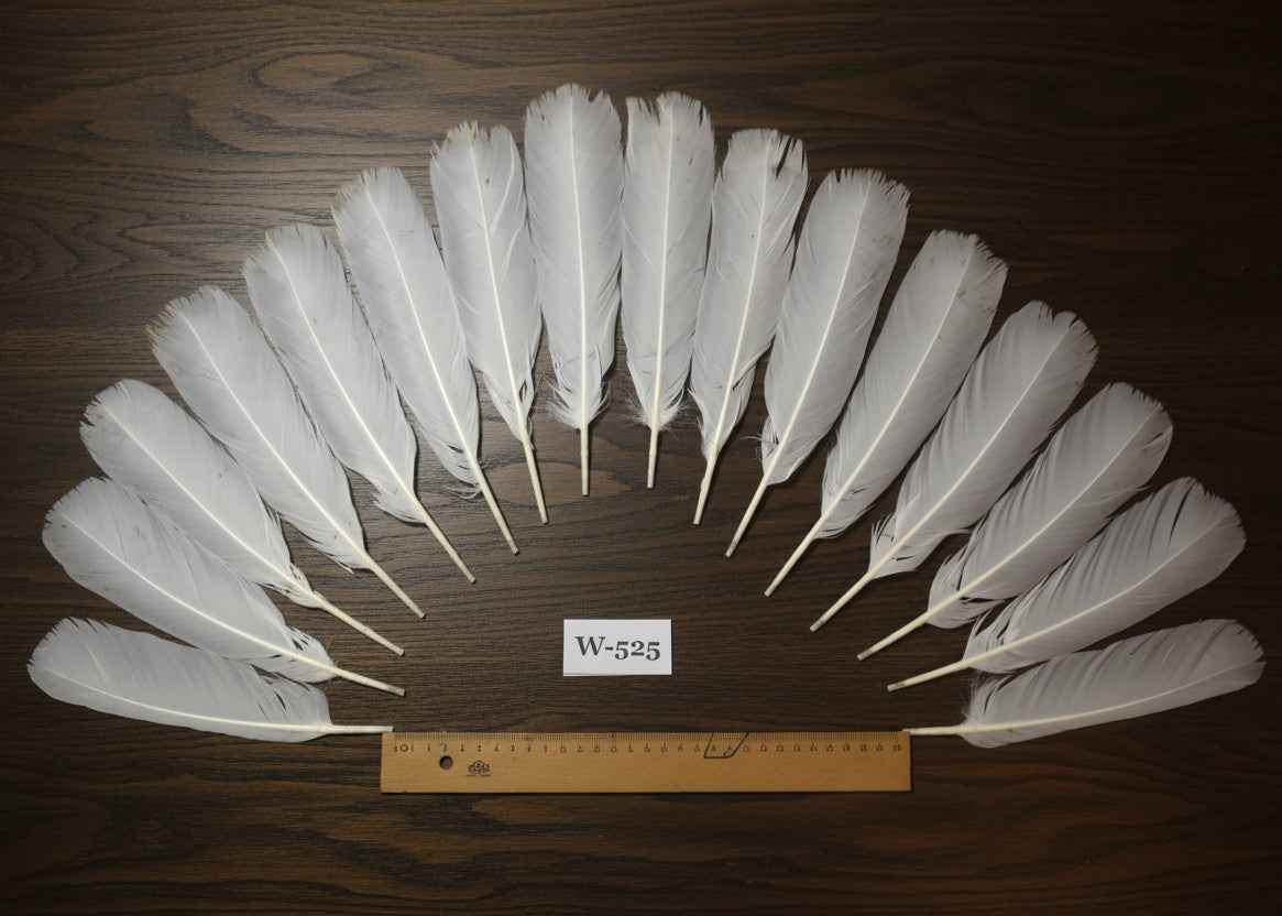 16 Pcs White Turkey Tail Feathers, Turkey Feathers,Fly Tying Material,Craft Feathers,Natural Turkey Feathers (W-525)