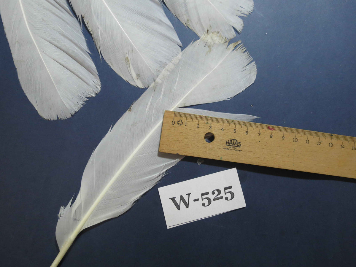 16 Pcs White Turkey Tail Feathers, Turkey Feathers,Fly Tying Material,Craft Feathers,Natural Turkey Feathers (W-525)