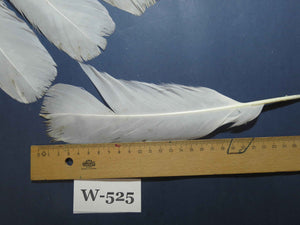 16 Pcs White Turkey Tail Feathers, Turkey Feathers,Fly Tying Material,Craft Feathers,Natural Turkey Feathers (W-525)