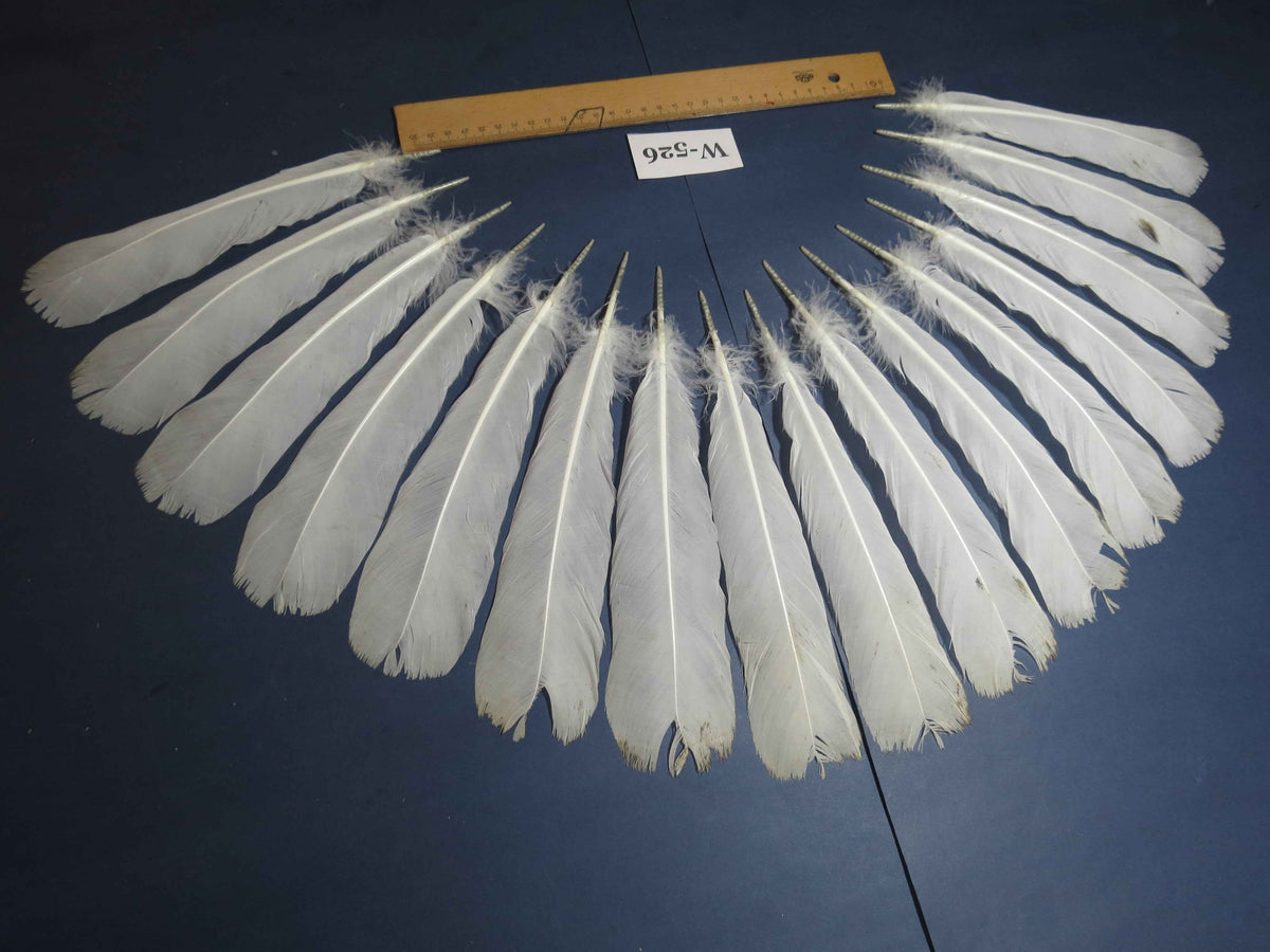 16 Pcs White Turkey Tail Feathers, Turkey Feathers,Fly Tying Material,Craft Feathers,Natural Turkey Feathers (W-526)