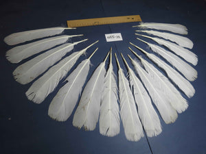 16 Pcs White Turkey Tail Feathers, Turkey Feathers,Fly Tying Material,Craft Feathers,Natural Turkey Feathers (W-530)