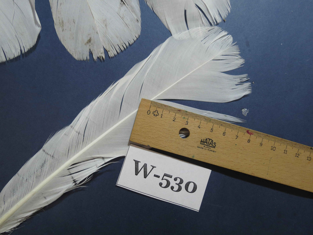 16 Pcs White Turkey Tail Feathers, Turkey Feathers,Fly Tying Material,Craft Feathers,Natural Turkey Feathers (W-530)