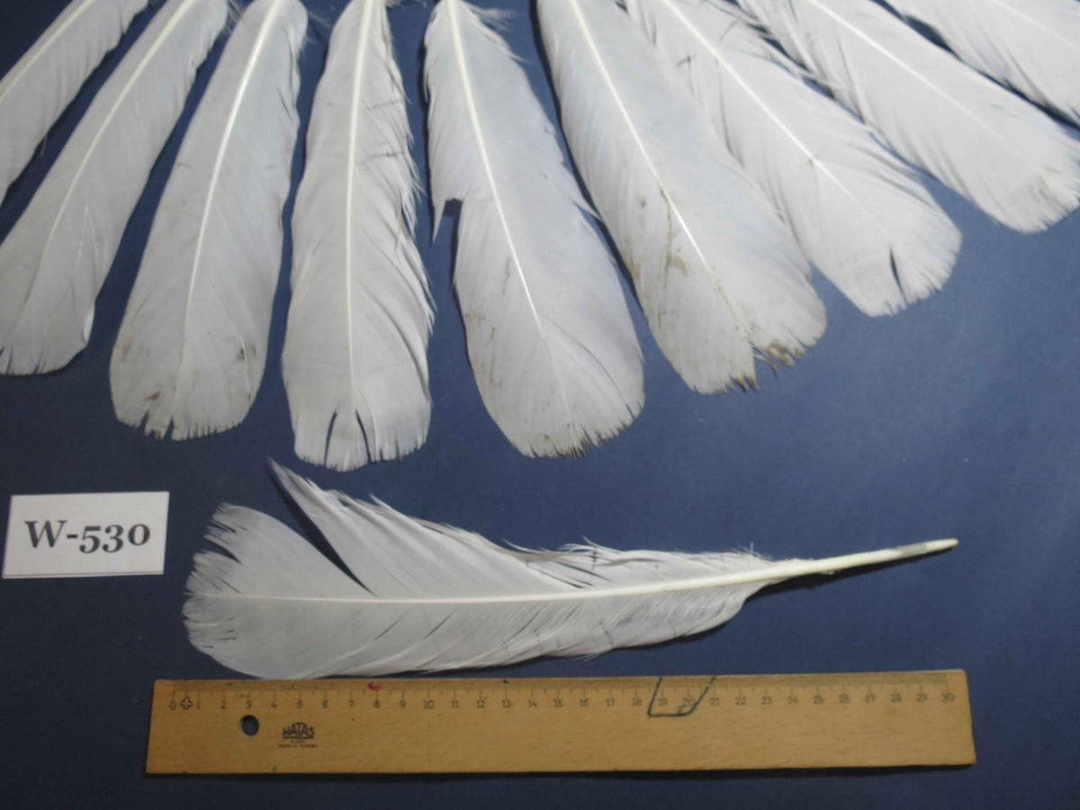 16 Pcs White Turkey Tail Feathers, Turkey Feathers,Fly Tying Material,Craft Feathers,Natural Turkey Feathers (W-530)