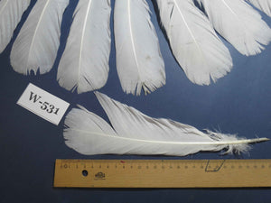 16 Pcs White Turkey Tail Feathers, Turkey Feathers,Fly Tying Material,Craft Feathers,Natural Turkey Feathers (W-531)
