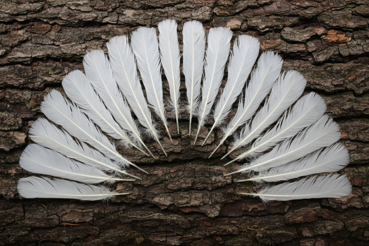 natural turkey feathers