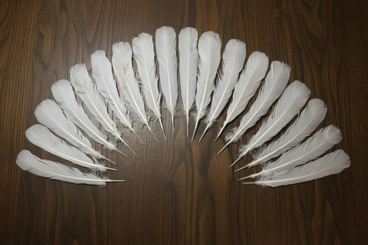 natural turkey feathers
