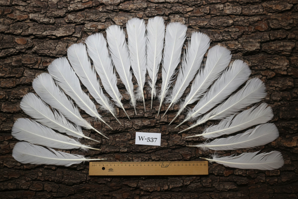 natural turkey feathers