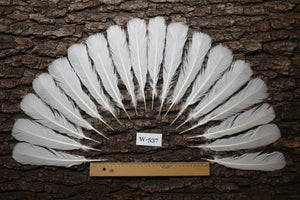 natural turkey feathers