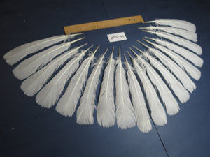 18 Pcs White Turkey Tail Feathers, Turkey Feathers,Fly Tying Material,Craft Feathers,Natural Turkey Feathers (W-538)