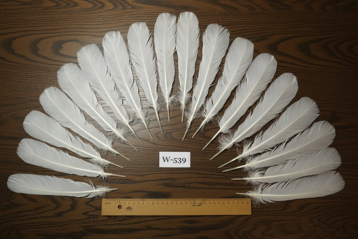 natural turkey feathers