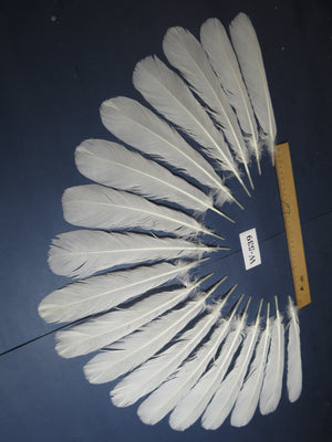 18 Pcs White Turkey Tail Feathers, Turkey Feathers,Fly Tying Material,Craft Feathers,Natural Turkey Feathers (W-539)