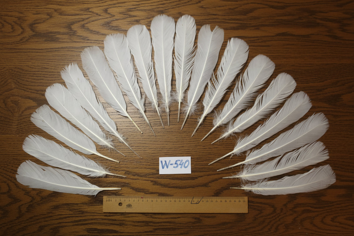 natural turkey feathers