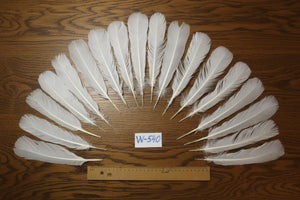 natural turkey feathers