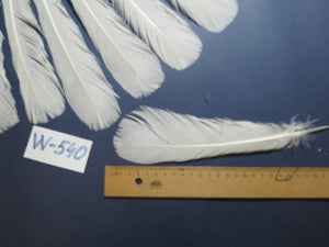 18 Pcs White Turkey Tail Feathers, Turkey Feathers,Fly Tying Material,Craft Feathers,Natural Turkey Feathers (W-540)