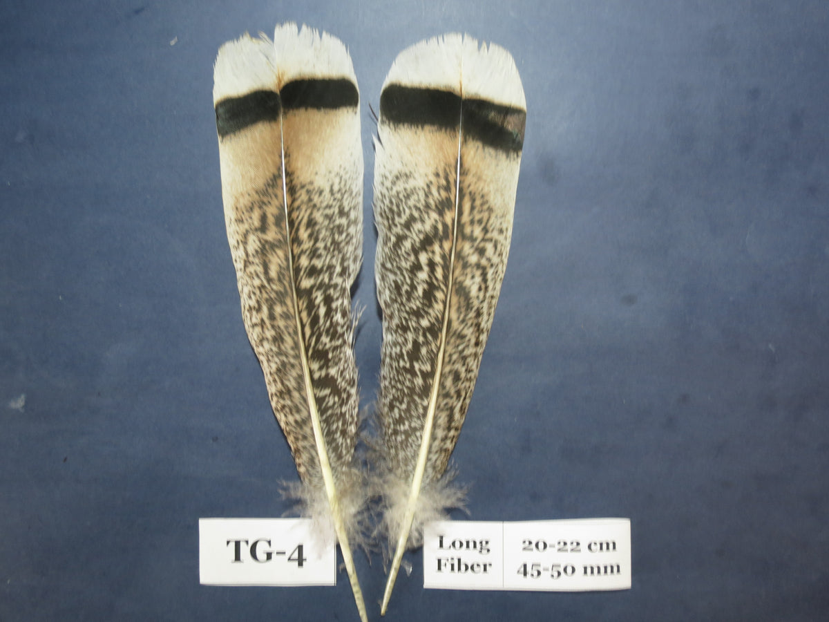 Tiger Turkey Tail Feathers  (One Pair Set) ,Fly Tying Material,Craft Feathers,Natural Turkey Feathers.