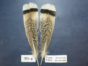 Tiger Turkey Tail Feathers  (One Pair Set) ,Fly Tying Material,Craft Feathers,Natural Turkey Feathers.