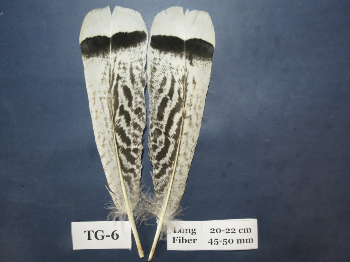 Tiger Turkey Tail Feathers  (One Pair Set) ,Fly Tying Material,Craft Feathers,Natural Turkey Feathers.