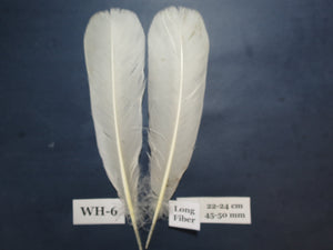 White Turkey Tail Feathers  (One Pair Set) ,Fly Tying Material,Craft Feathers,Natural Turkey Feathers.