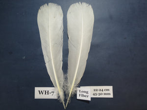 White Turkey Tail Feathers  (One Pair Set) ,Fly Tying Material,Craft Feathers,Natural Turkey Feathers.