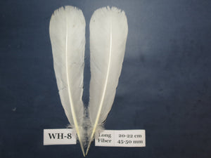 White Turkey Tail Feathers  (One Pair Set) ,Fly Tying Material,Craft Feathers,Natural Turkey Feathers.