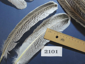 38 Pcs Turkey Wing Feathers, Fly Tying Material,Craft Feathers,Natural Turkey Feathers (2101)